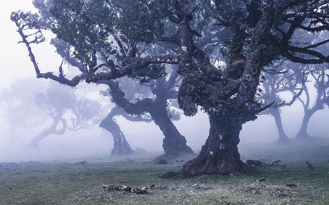 Fotótapéta egy misztikus erdei táj látképével