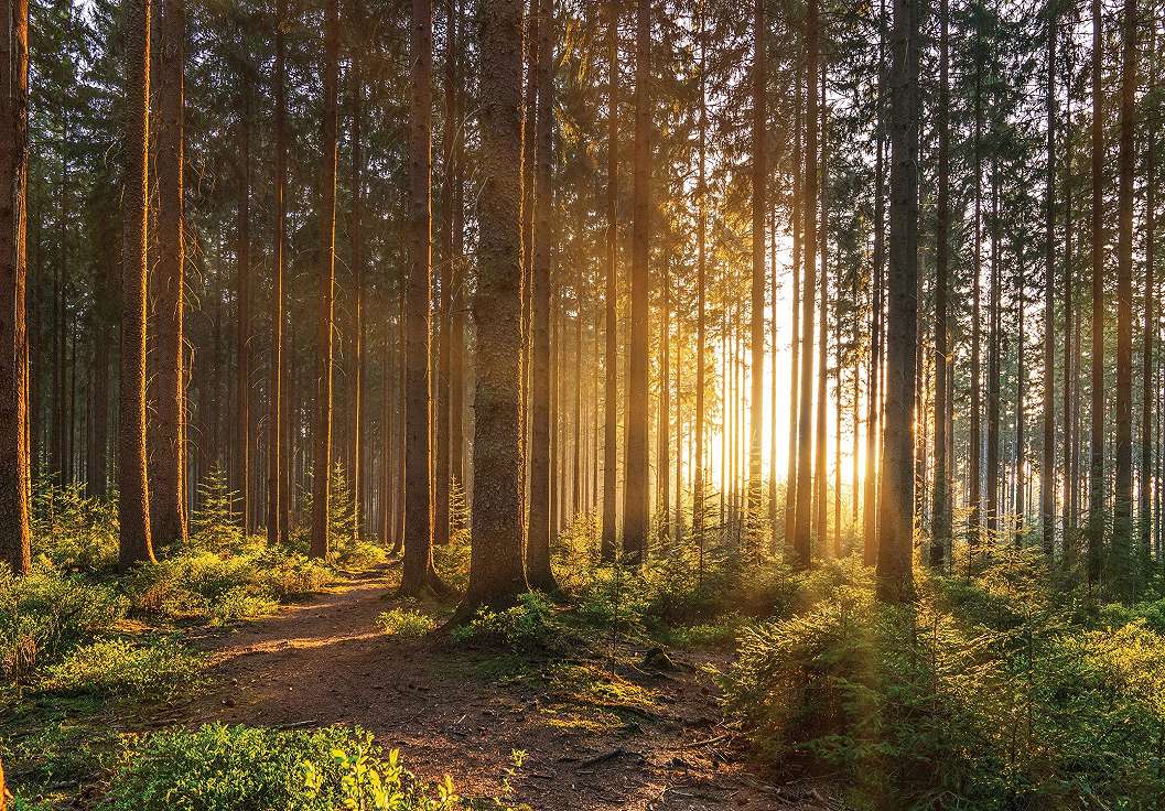 Design fotótapéta napsütötte erdős tájkép mintával 368x254 vlies