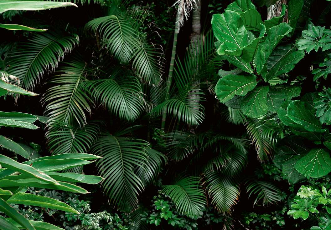 Design fotótapéta trópusi dzsungel levél mintával 368x254 vlies