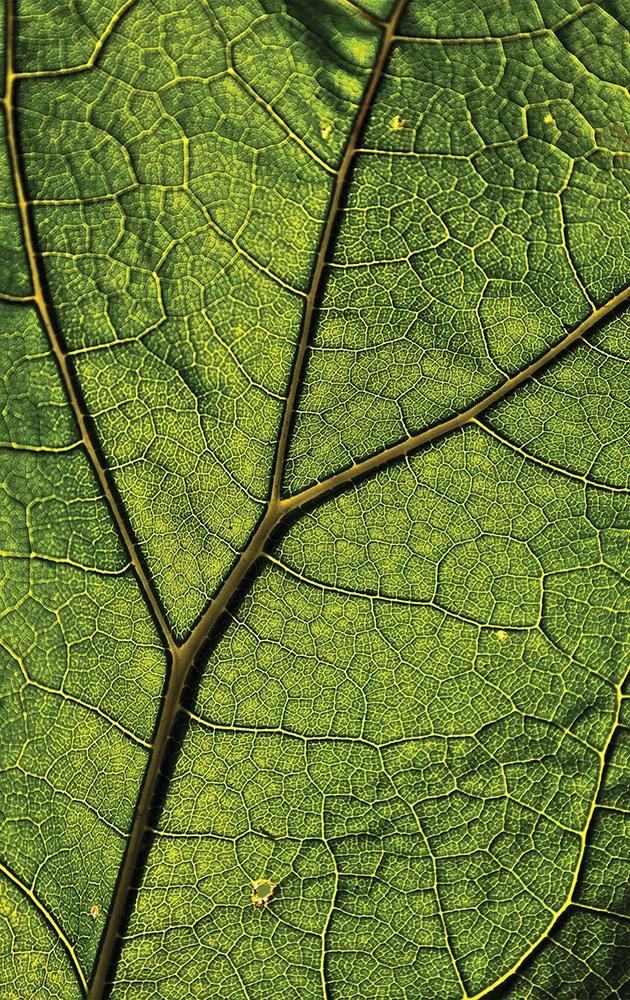 Egyedi levél mintás posztertapéta