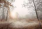 Fotótapéta ködös nyírfa erdei tájkép mintával 368x254 vlies