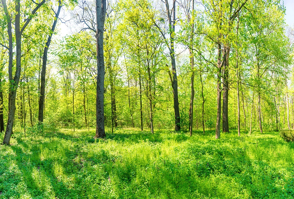 Erdei tájkép mintás egyedi poszter 370X250cm méretben