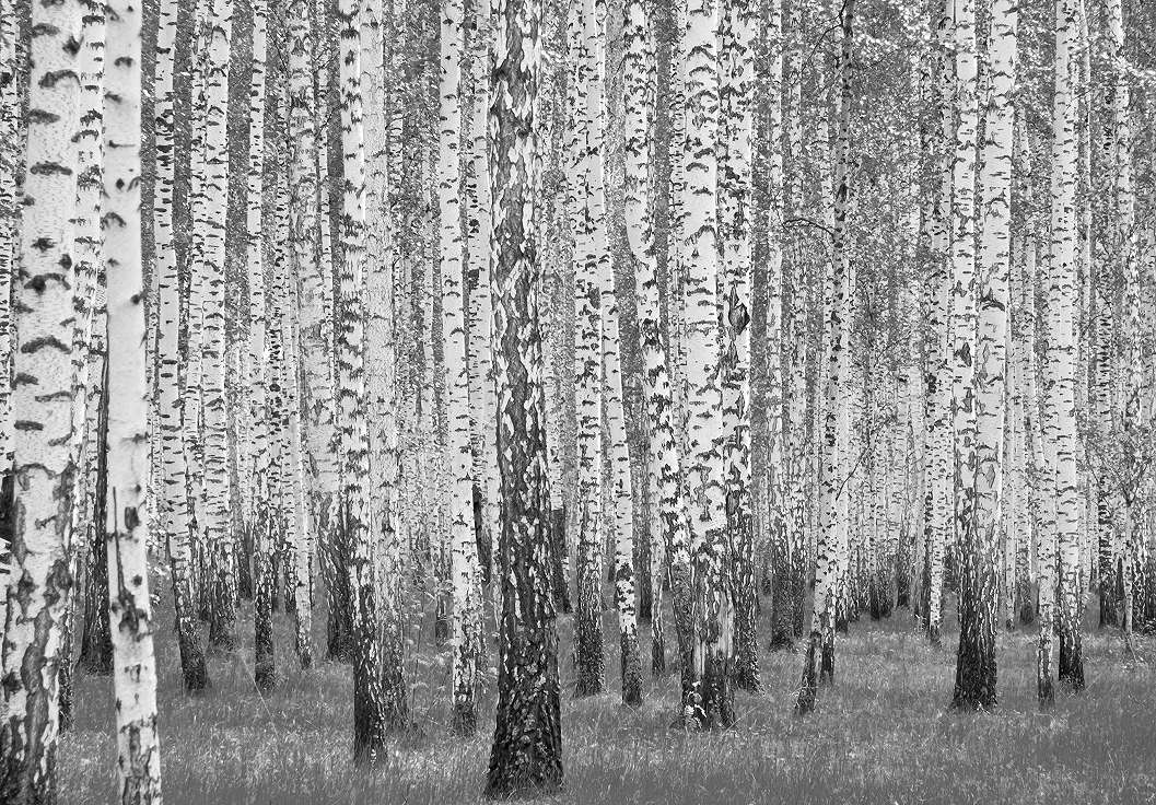 FEkete fehér fotótapéta nyírfaerdő mintával 368x254 vlies