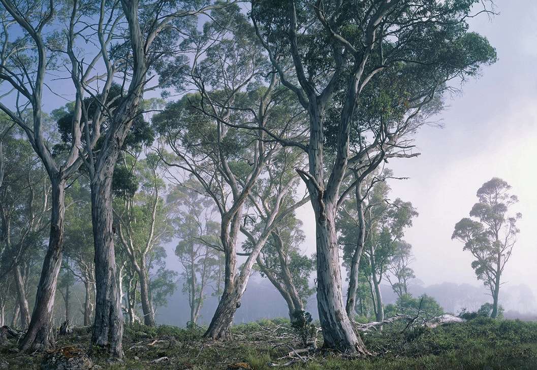 Festői erdei tájkép mintás fotótapéta