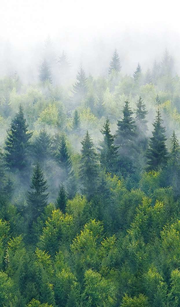 Fotó tapéta zöldes fenyő erdő mintával