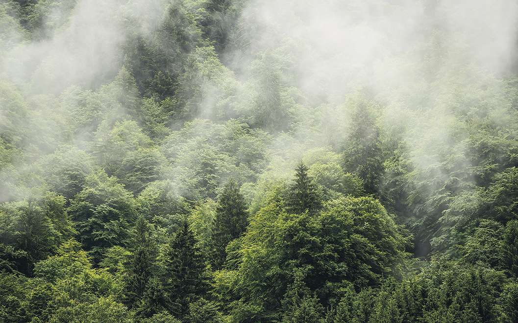 Fotótapéta a Haute-Savoie erdő tájképével