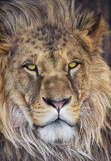 Fotótapéta afrikai oroszlán mintával