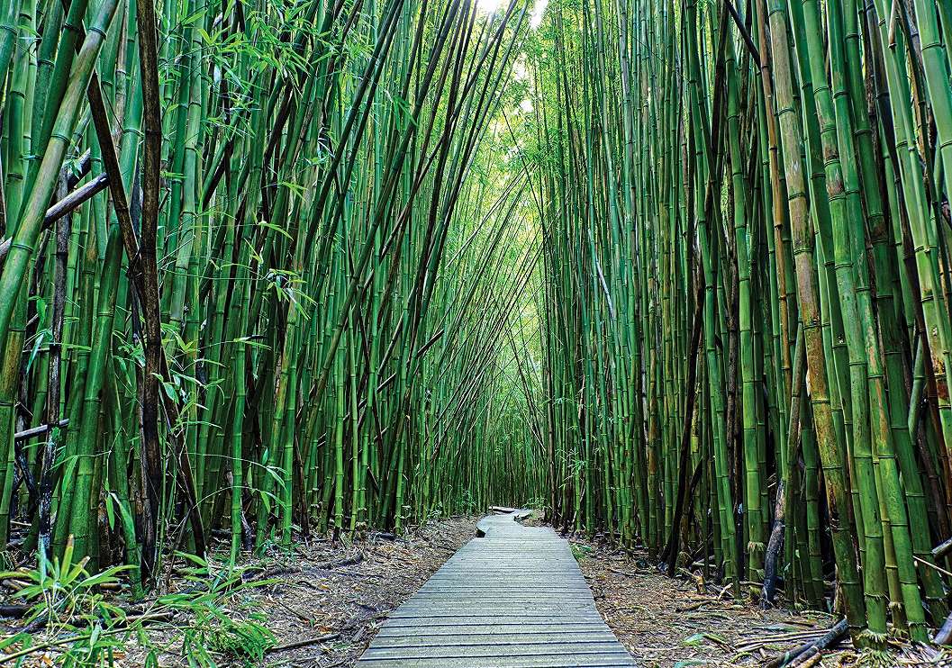 Fotótapéta bambusz mintával 368x254 vlies