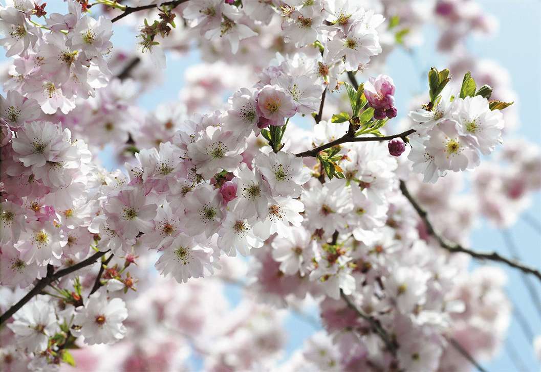 Fotótapéta cseresznyefa virág mintával