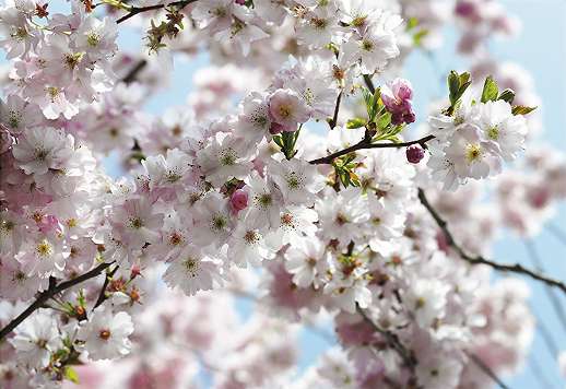 Fotótapéta cseresznyefa virágzással