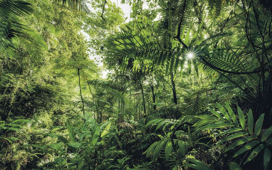 Fotótapéta egy Dél-Amerikai dzsungel tájképével
