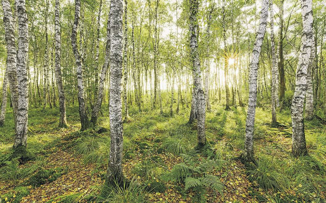 Fotótapéta egy nyírfa erdő tájképével