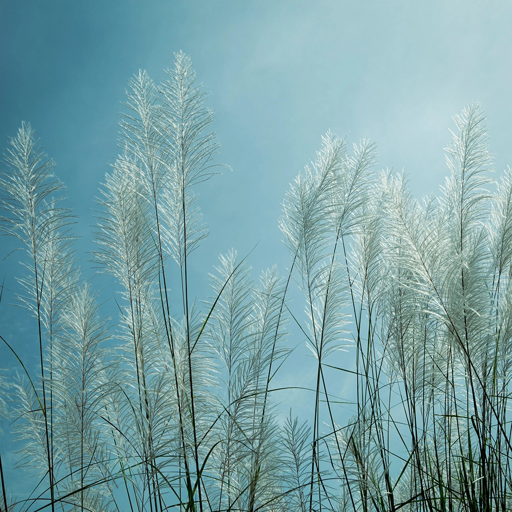 Fotótapéta egyedi méretben ezüst fű mintával