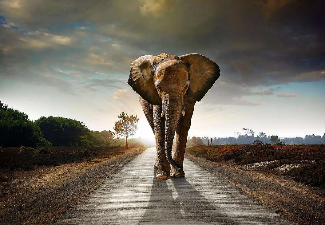 Fotótapéta elefánt a szavannán afrikában mintával 368x254 vlies