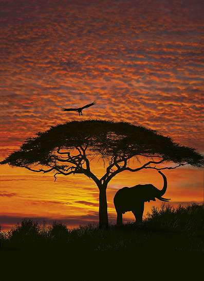 Fotótapéta Elefánttal az Afrikai szavannán
