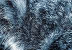 Fali poszter farkas szőr mintával 368x254 vlies