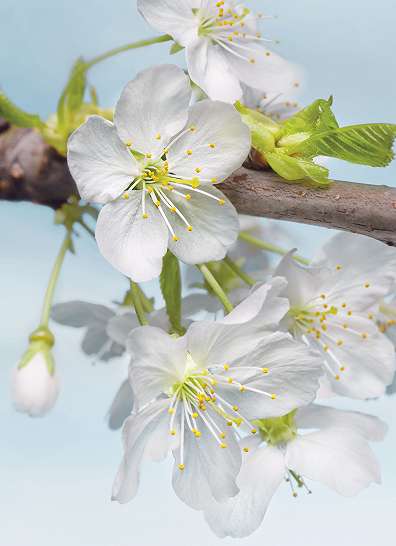 Fotótapéta fehér cseresznyefa virágmintával