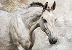 Fali poszter fehér ló mintával 368x254 vlies