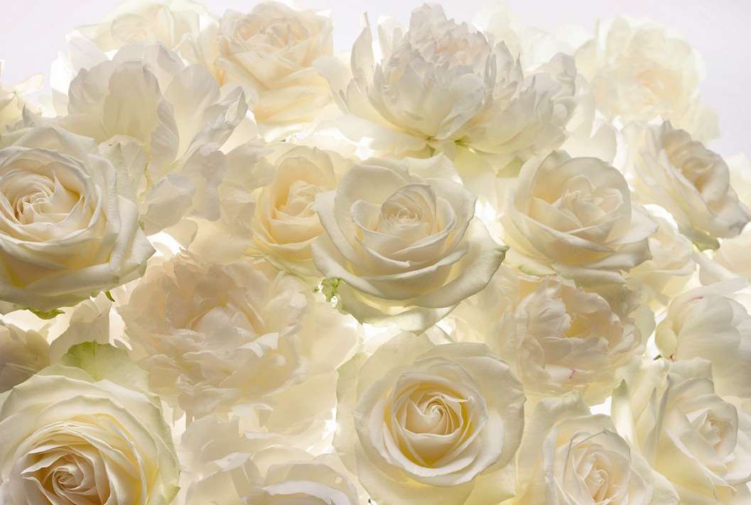 Fotótapéta fehér rózsa mintával