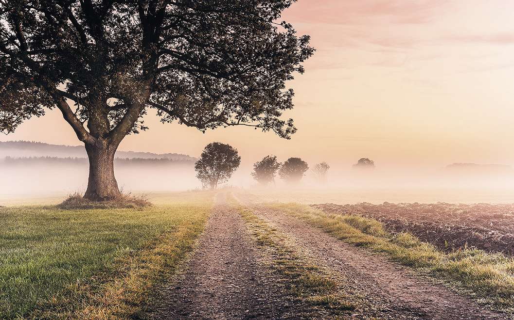 Fotótapéta ködös romantikus hangulatú erdei tájkép mintával