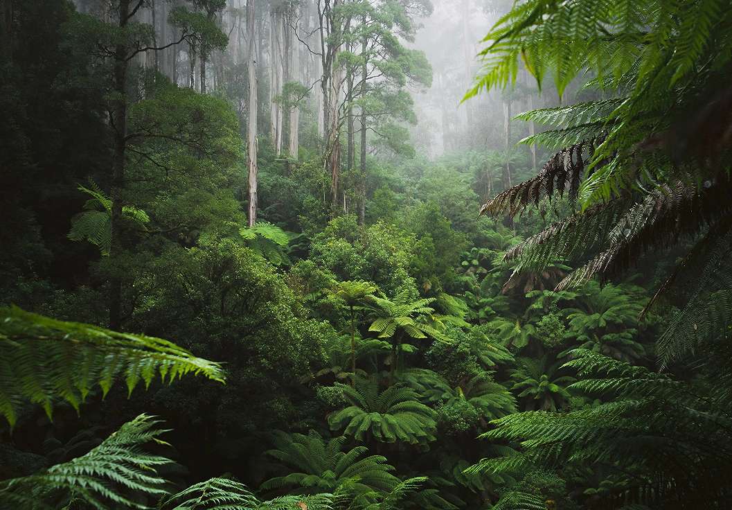 Fotótapéta ködös trópusi dzsungel mintával 368x254 vlies