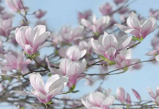 Fotótapéta Magnolia virágmintával
