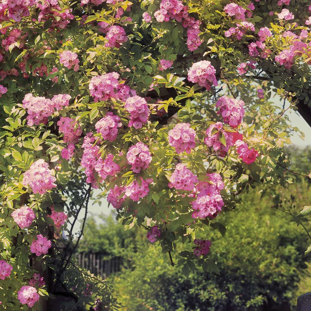 Fotótapéta romantikus hangulatú rózsakert tájképpel