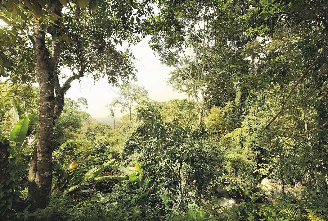 Fotótapéta trópusi dzsungel mintával