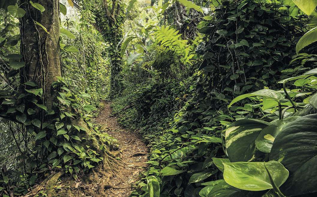 Fotótapéta trópusi hangulatú dzsungel mintával