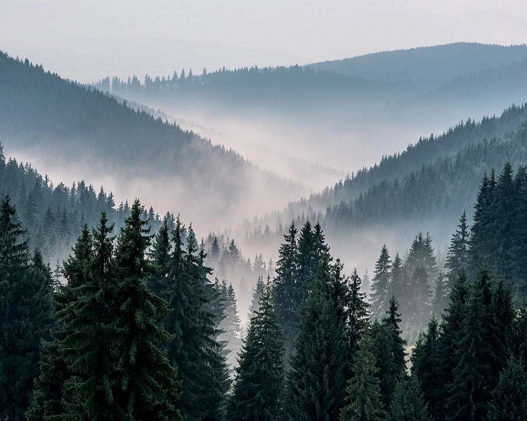 Ködbe burkolózó fenyő erdő mintás design fotótapéta 368x254 vlies