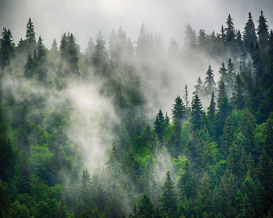Ködbe burkolt erdős tájkép mintás fotótapéta 368x254 vlies