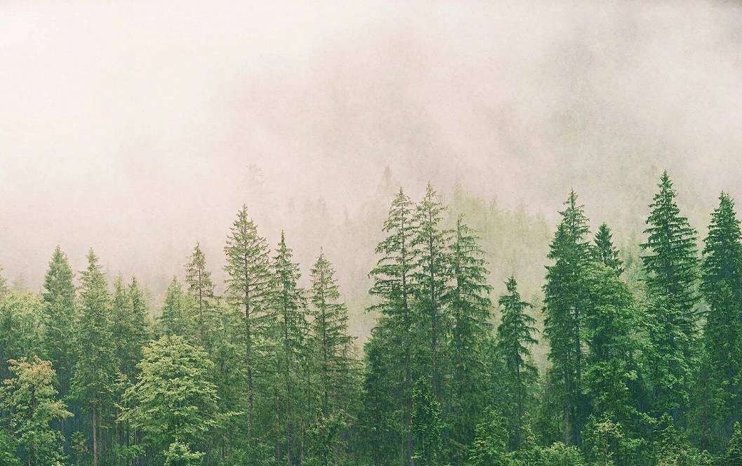 Ködös erdei tájkép mintás vlies fotótapéta