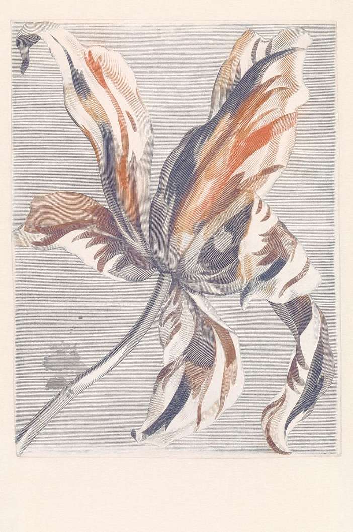 Luxus fotótapéta pasztell színvilágban tulipán mintával