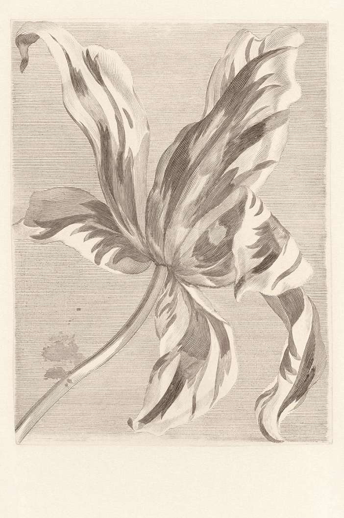Luxus fotótapéta szürke tulipán mintával