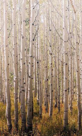 Nyírfa erdei tájkép mintás mosható fotótapéta