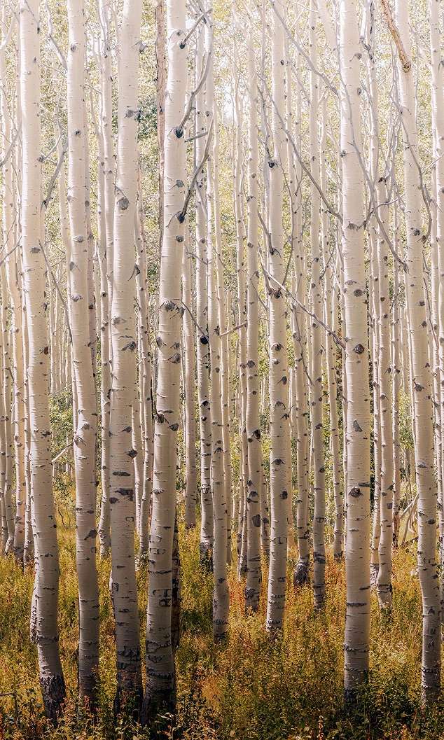Nyírfa erdei tájkép mintás mosható fotótapéta