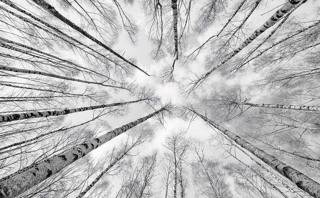Nyírfaerdő mintás vlies fotótapéta fekete fehér stílusban