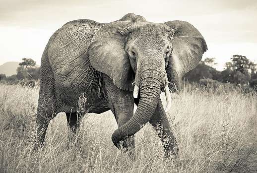 Óriás elefánt mintás fotótapéta