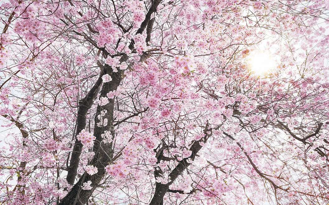 Óriás fotótapéta a tavaszi virágzás mintájával