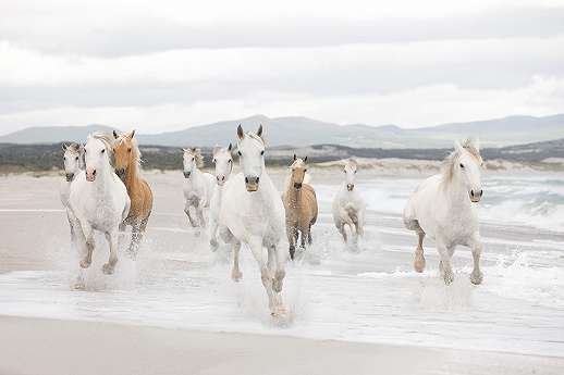 Óriás fotótapéta gyerekszobába fehér lovakkal