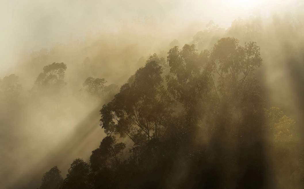 Óriás fotótapéta ködös erdei tájkép mintával