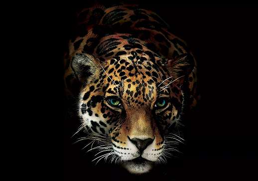 Óriás fotótapéta lopakodó leopárd mintával 368x254 vlies
