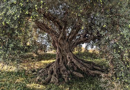 Óriás fotótapéta ősi oliva fa mintával