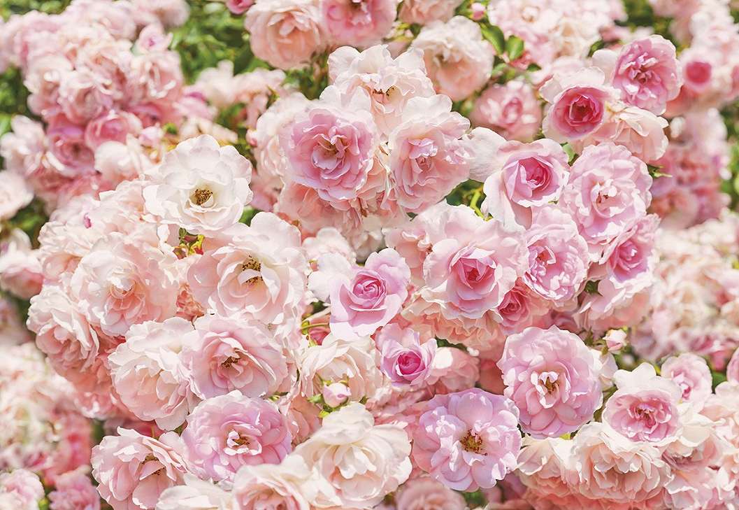 Óriás fotótapéta rózsaszín virágzó rózsa mintával