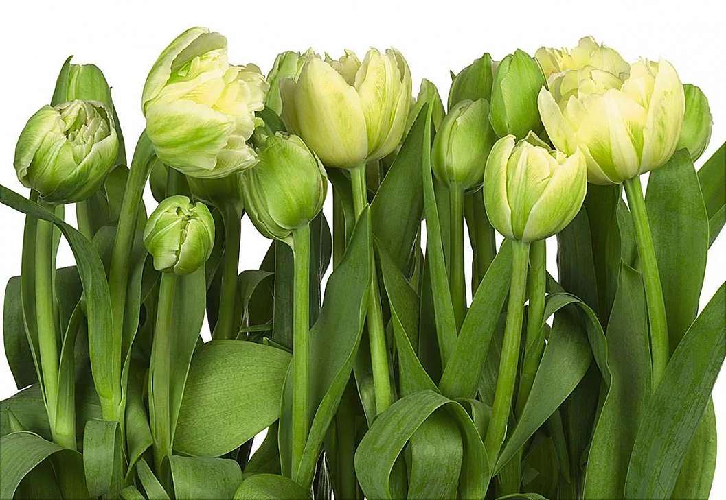 Óriás fotótapéta zöld tulipános mintával
