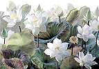 Óriás virágmintás vlies posztertapéta fehér tavirózsa mintával 368x254 vlies