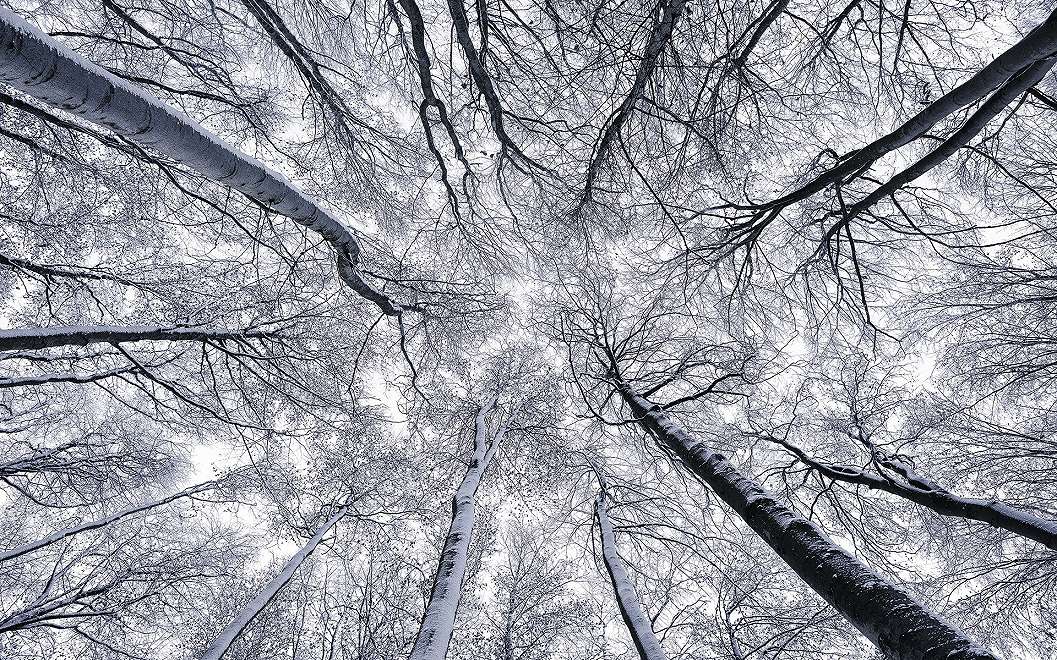 Óriás vlies fotótapéta havas erdei táj látképével