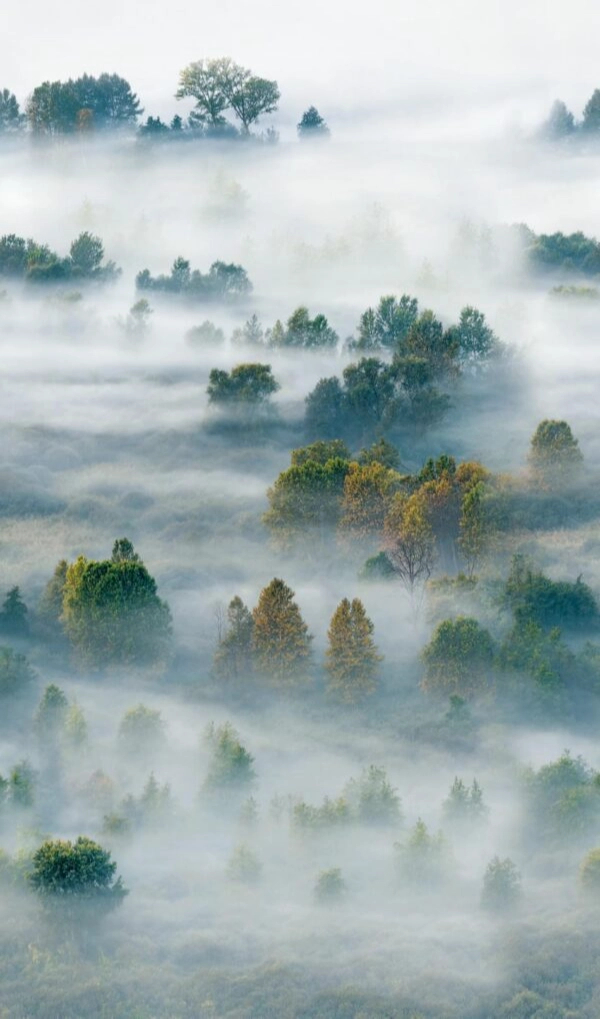 Posztertapéta ködben úszó erdő mintával