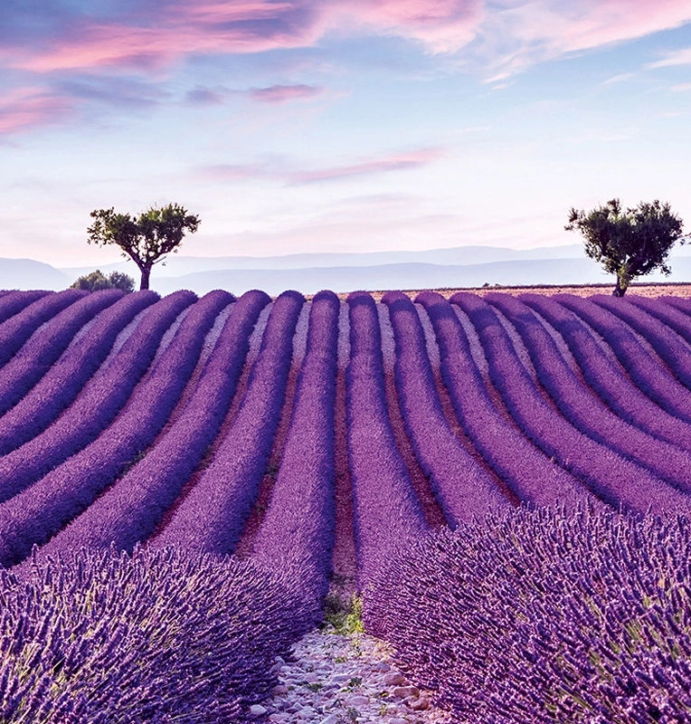 Posztertapéta provencei levendulaliget mintával