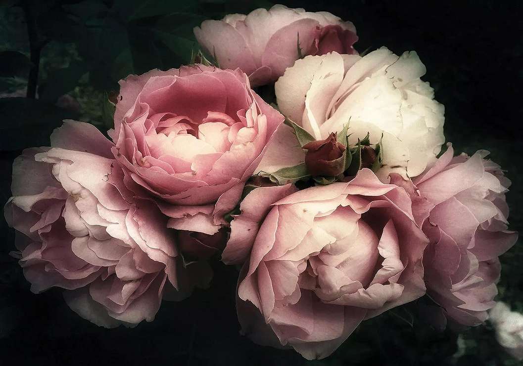 Rózsa mintás óriás fotótapéta 368x254 vlies